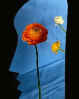 サラ・ファン・ライ「ラナンキュラス」の画像