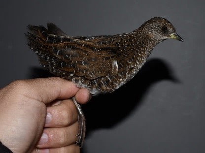 関東地方の越冬地で捕獲されたシマクイナの画像