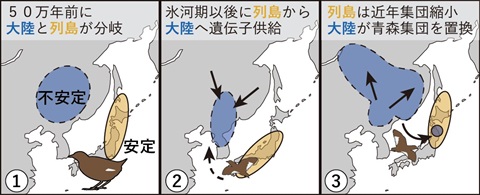 シマクイナの進化の歴史に関する模式図