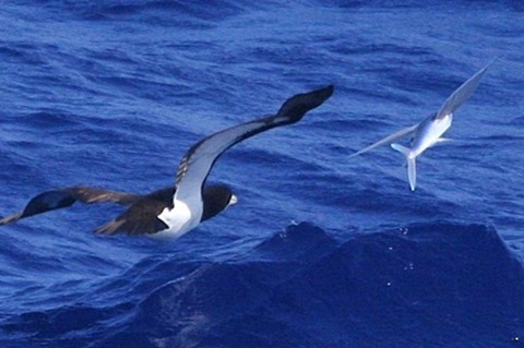 逃げるトビウオ類を追うカツオドリ