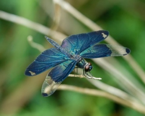 チョウトンボの画像