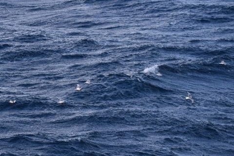 海面近くで魚を食べる外洋性海鳥のミツユビカモメの画像