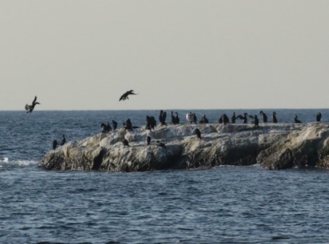 潜水して魚を食べる沿岸性海鳥のウミウ