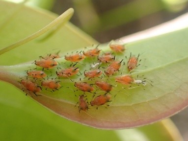 ホウセンカヒゲナガアブラムシの画像