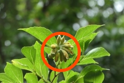 エゴノネコアシフシ（虫こぶ）の画像