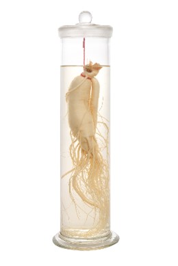 朝鮮人参の画像