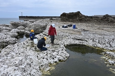 2024年能登半島地震の海岸隆起によって“露出”した日本海の沿岸生態系が明らかに