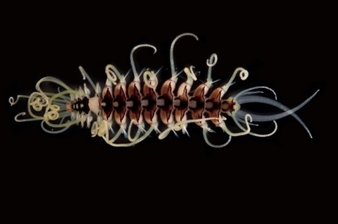 カサネシリスの画像