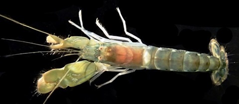 ホシイソテッポウエビのホロタイプの画像