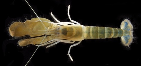フトオビイソテッポウエビのホロタイプの画像