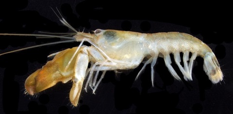 カワテッポウエビのパラタイプの画像