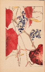 杉浦 非水 画『非水百花譜』の画像