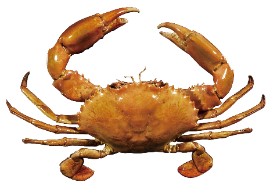 アミメノコギリガザミの画像