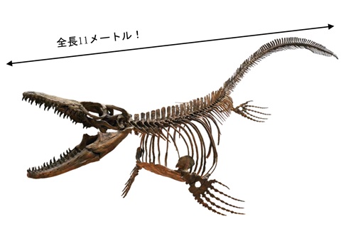 モササウルスの骨格標本画像