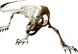 コモドドラゴンの画像