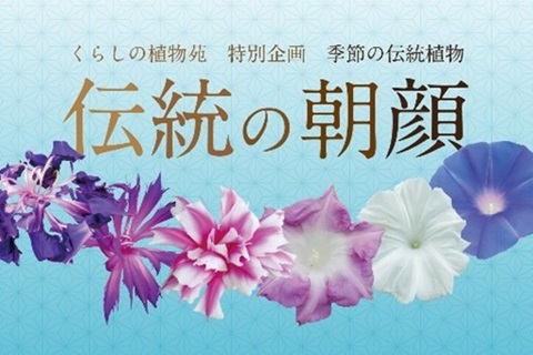 くらしの植物苑特別企画「伝統の朝顔」