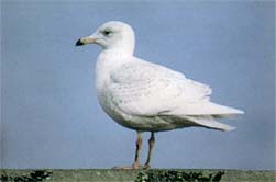 シロカモメ(銚子漁港) シロカモメ(銚子漁港)