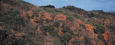 梅が瀬周辺の紅葉（市原市）