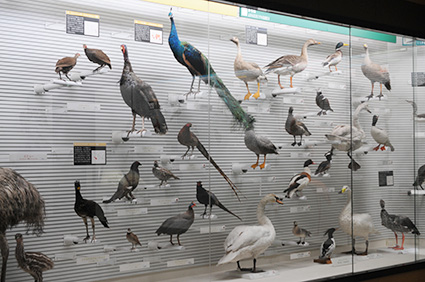 鳥の博物館