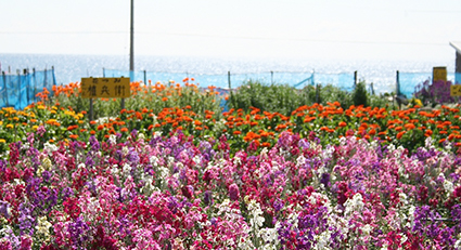 千倉町内の花畑