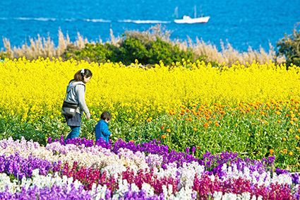 千倉町内の花畑