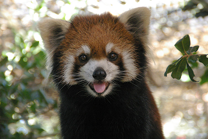 市川市動植物園のレッサーパンダの写真