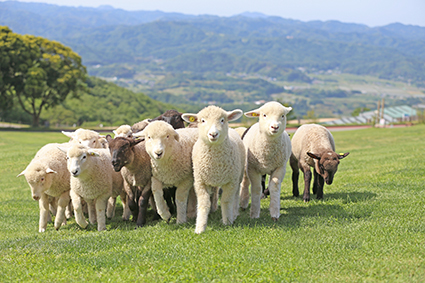 マザー牧場羊の写真