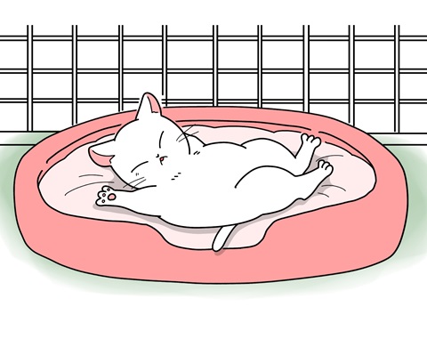 動物取扱業