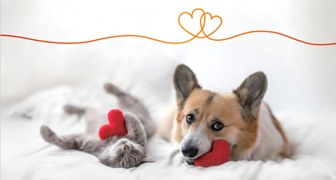 犬猫写真