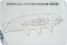 水をきれいにしてくれる小さな生き物　微生物