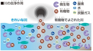 川の自浄作用