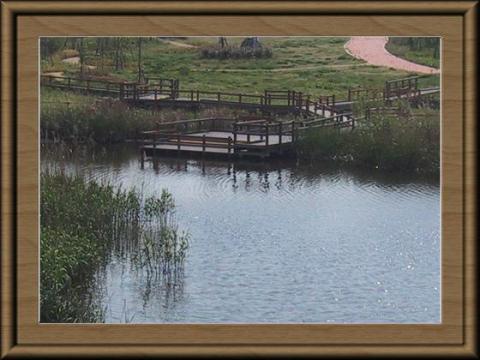 水鳥の池の写真1