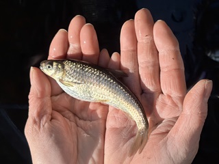 ホンモロコの画像