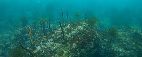 磯焼けした藻場