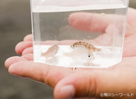 タイ（マダイ）の稚魚