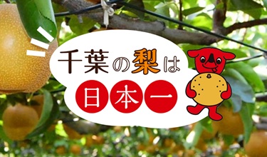 [Autoelogio de Chiba] sitio especial / La pera de Chiba es la mejor imagen de banner en Japón