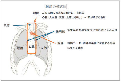 胸部の模式図