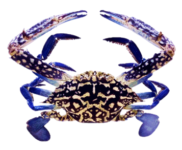 たいわんがざみ写真