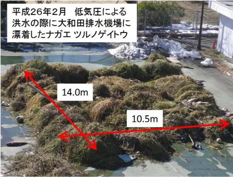 平成26年2月低気圧による洪水の際に大和田排水機場に漂着したナガエツルノゲイトウ