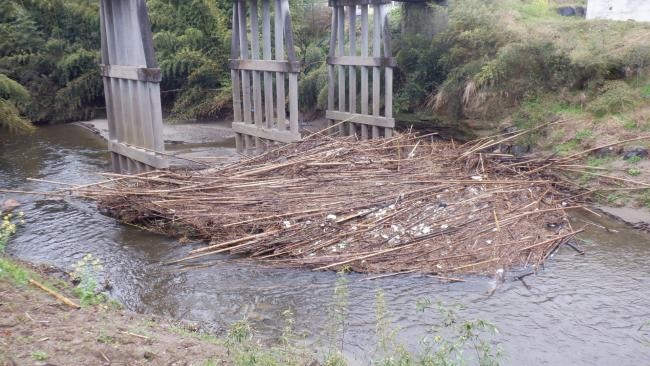 河川上流部　竹木の繁茂