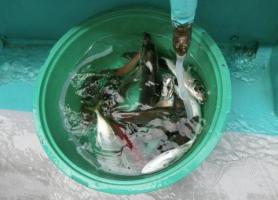 ある参加者の今日の釣果
