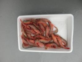 釣り餌のエビ