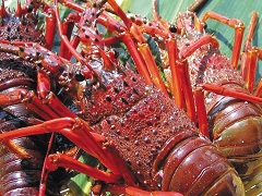 伊勢海老の写真