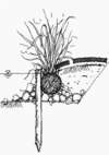 植生基盤の断面図