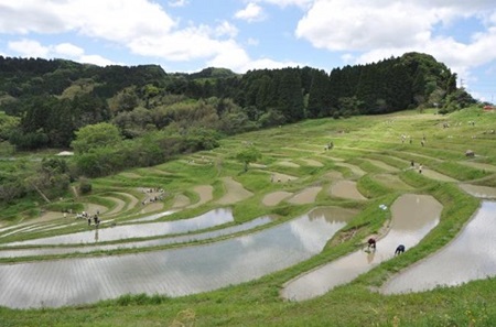 棚田の写真