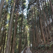 杉林の写真