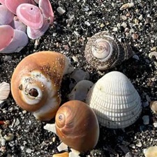砂浜と貝の写真