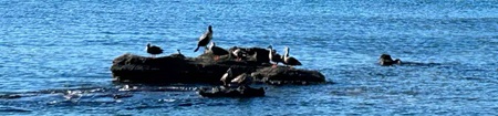 岩場で休む鳥たちの写真