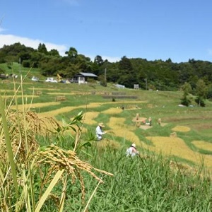 秋の棚田の写真