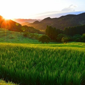 夏の棚田の写真